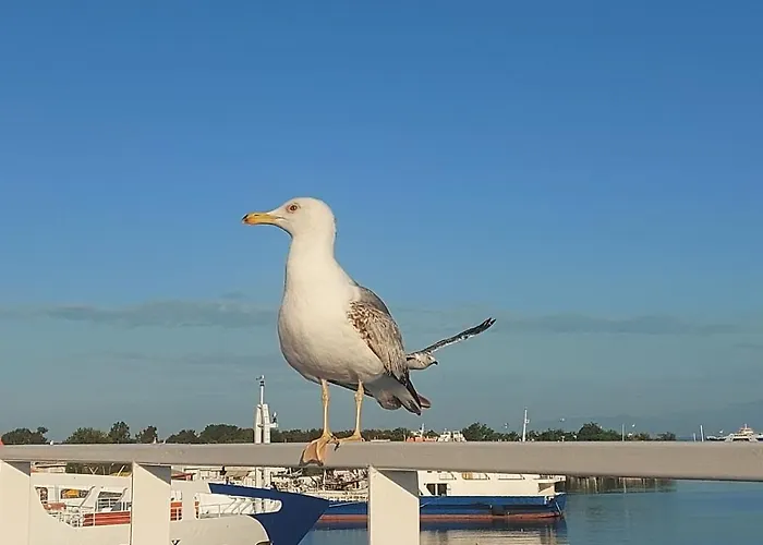Sol Greco Daire Skala Rachoni (Thasos)